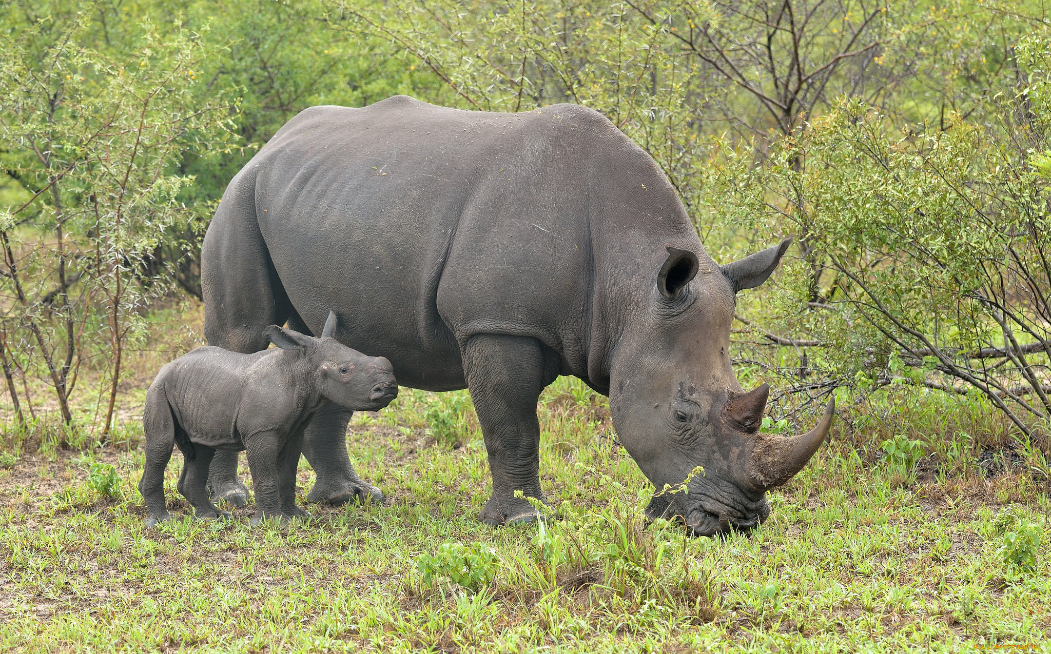 Бело черный носорог. Камерунский черный носорог. Белые носороги в ЮАР. Носорог в саванне. Чёрный носорог в Африке.
